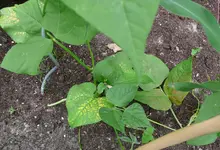 schaden an stangenbohnenblätter.webp