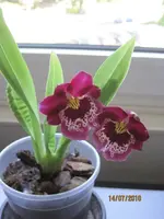 Bild 152.webp