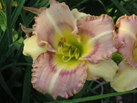 IMG_albert34_1024x768.webp