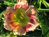 IMG_all eyes open x unbekannt_1024x768.webp
