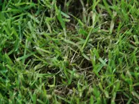 DSC_0077_800x600.webp