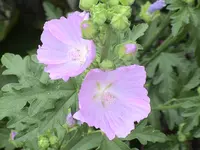 garten 272.webp