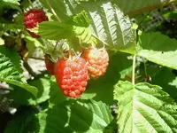 Himbeeren (5)v.webp