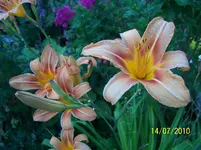 100_2583.webp