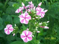 100_2594.webp