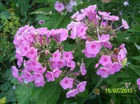 100_2595.webp