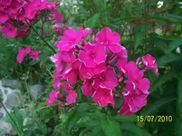 100_2596.webp