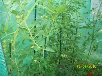 100_2597.webp