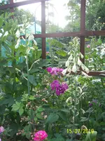 100_2601.webp