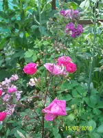 100_2602.webp
