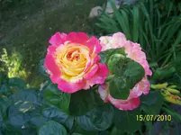 100_2604.webp