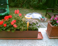 die geschenkten Solarlampen.webp die geschenkten Solarlampen.webp