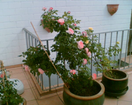 meine rote Kübelrose nach dem Gewitter.webp meine rote Kübelrose nach dem Gewitter.webp