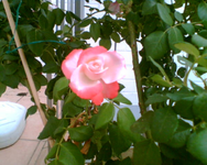 meine rote Kübelrose.webp meine rote Kübelrose.webp