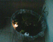 Miniteich beleuchtet.webp Miniteich beleuchtet.webp