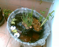 Zuwachs im Miniteich.webp Zuwachs im Miniteich.webp