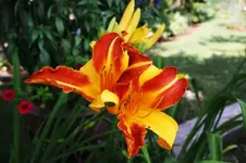 Roselinchen.webp