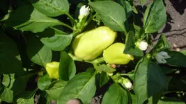 15.7 (41).webp