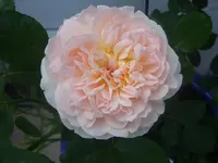 Evelyn1.webp