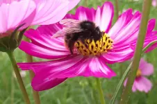 Garten 028.webp