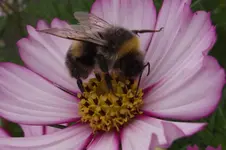 Garten 042.webp