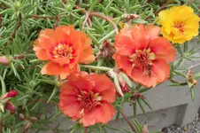 Garten 012.webp