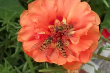 Garten 024.webp