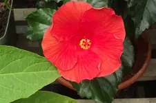 Garten 054.webp