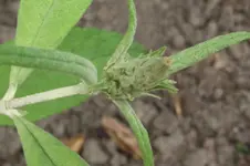 Garten 035.webp