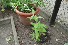 Garten 033.webp