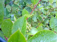 unbekannt15072010b.webp