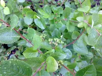 unbekannt15072010a.jpg