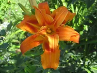 015.webp