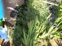 Sommerflieder.webp