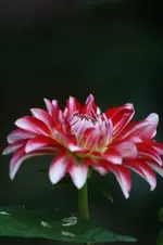 Dahlien.webp