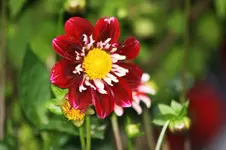 Dahlien (2).webp