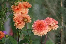Dahlien (4).webp