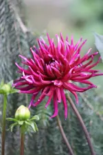 Dahlien (5).webp