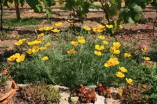 Gelber Mohn (2).webp