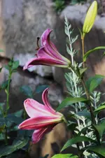 Lilie.webp