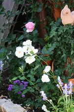 Schneewitchen.webp