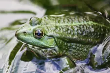 Frosch.webp