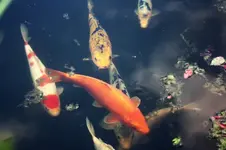 Koi (3).webp