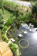 Teich von oben.. (2).webp