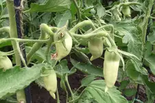 Garten 047.webp