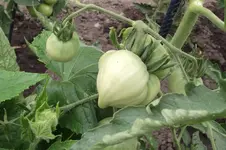 Garten 049.webp