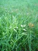 rasen_aktuell_06.webp