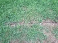 rasen_aktuell_03.webp