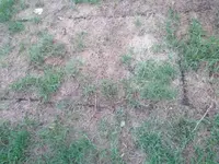 rasen_aktuell_04.webp