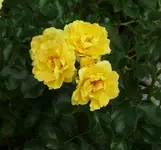 P1110790_600_562.webp